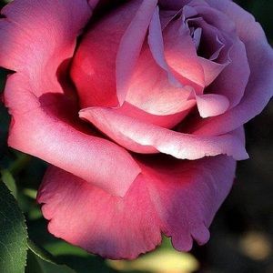 Meet your Posher, Christina j.